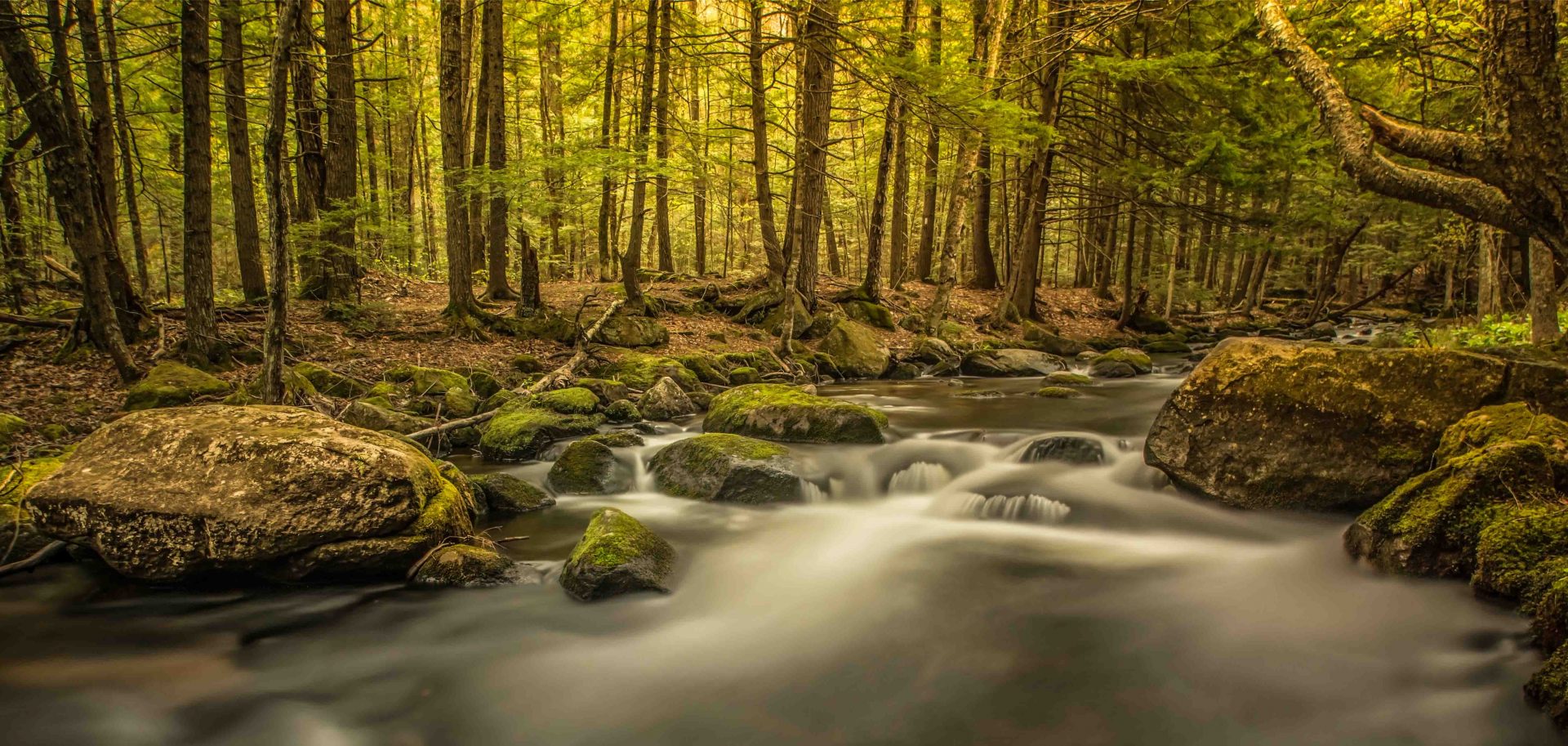 Woods_Stream_Small_wood pellet heating Tarm Biomass wood boilers wood scene