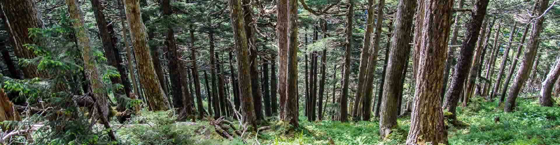 Trees2bb trees wood boiler
